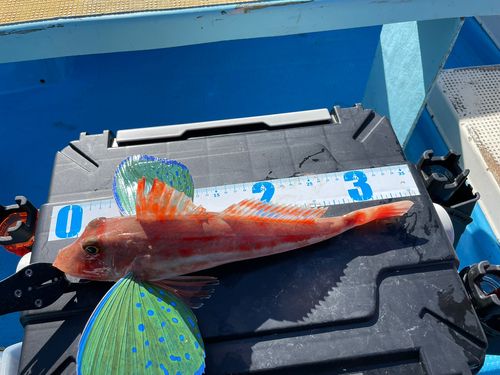 ホウボウの釣果