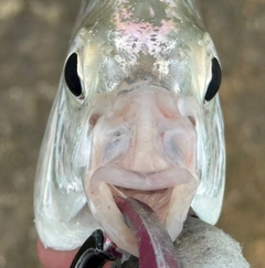 セダカクロサギの釣果