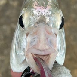 セダカクロサギ