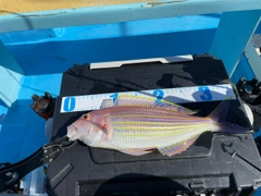 イトヨリダイの釣果