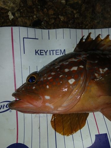 キジハタの釣果