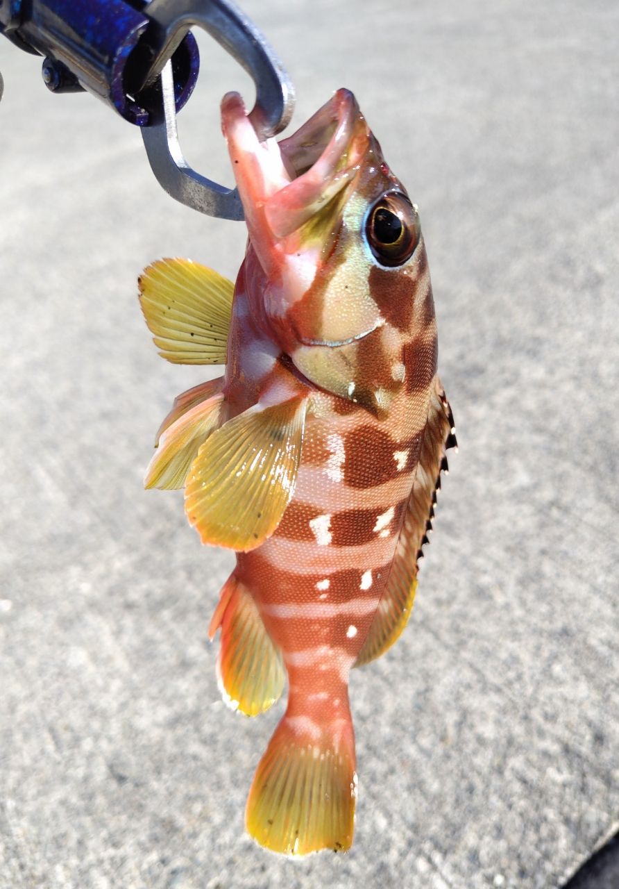 SHIMANO 21スコーピオン DC 150HG RIGHTの最安値・インプレ・釣果