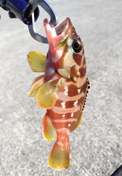 アカハタの釣果