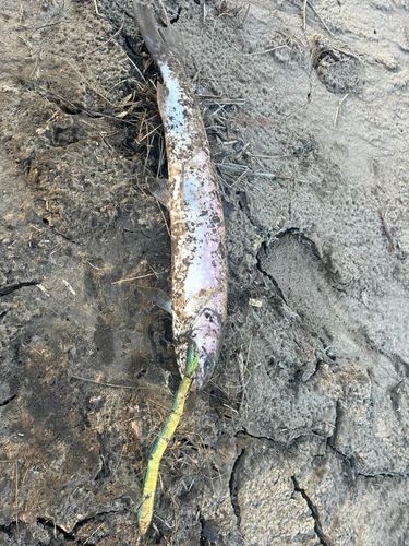 アメマスの釣果