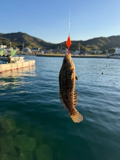 アイナメの釣果