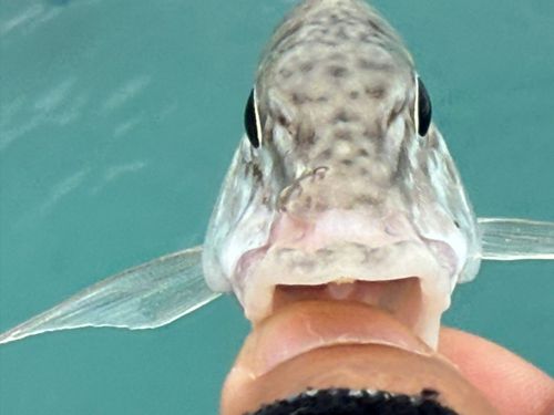 キツネフエフキの釣果