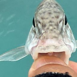 キツネフエフキ