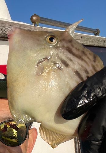 カワハギの釣果