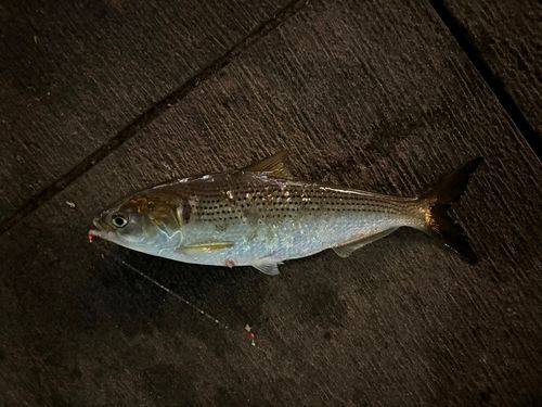 コノシロの釣果