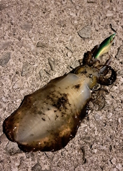 アオリイカの釣果