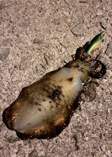 アオリイカの釣果