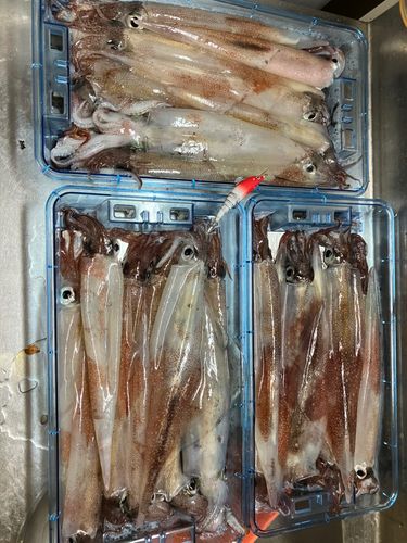 ヤリイカの釣果