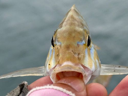 ハマフエフキの釣果