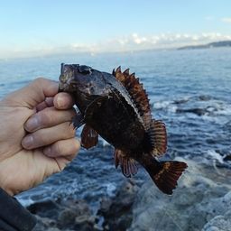 タケノコメバル