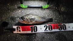 クロソイの釣果