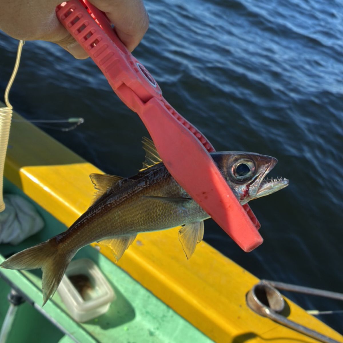 ちなつきパパさんの釣果 2枚目の画像