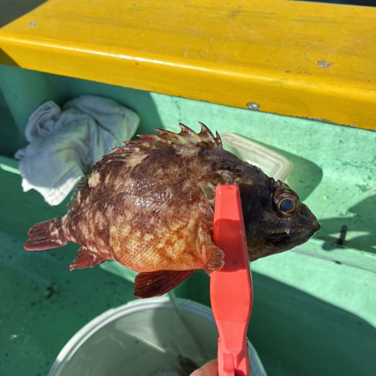ちなつきパパさんの釣果 3枚目の画像