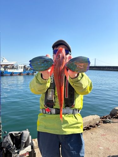 ホウボウの釣果