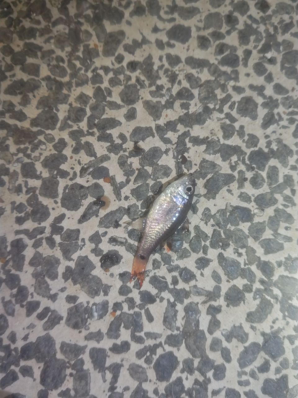 クロホシイシモチ