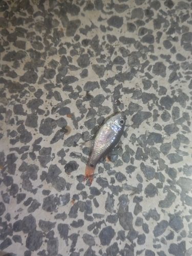 クロホシイシモチの釣果