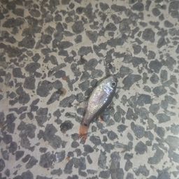 クロホシイシモチ