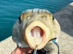 スジモヨウフグの釣果