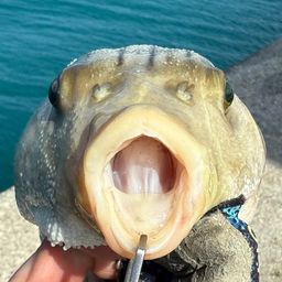 スジモヨウフグ