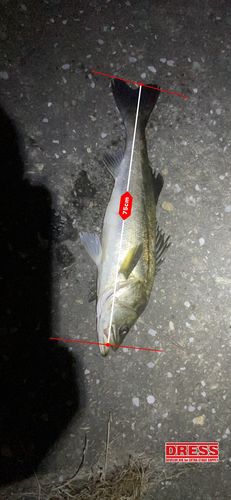 シーバスの釣果