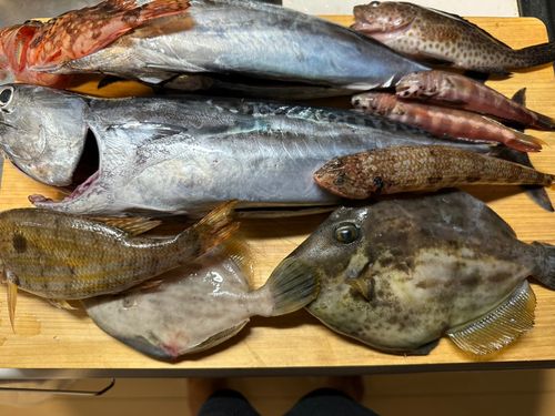 ソウダガツオの釣果