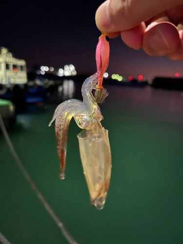 ヒイカの釣果