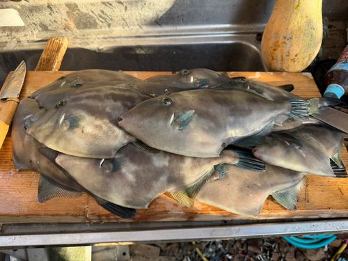 ウマヅラハギの釣果