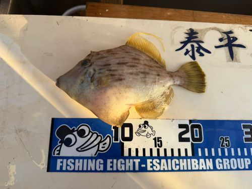 カワハギの釣果