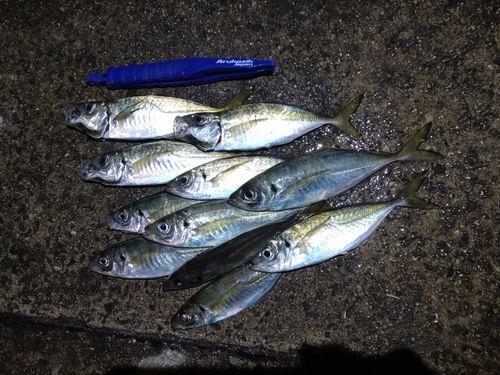 アジの釣果