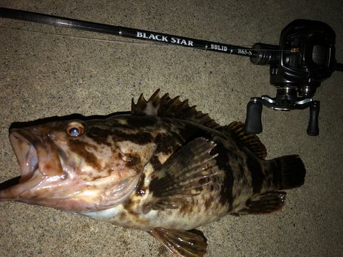 ベッコウゾイの釣果