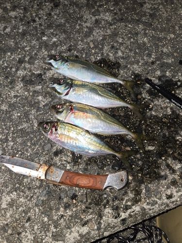 マアジの釣果