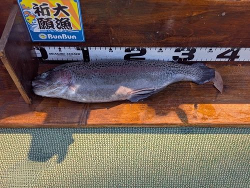 ニジマスの釣果