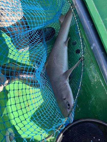 サメの釣果