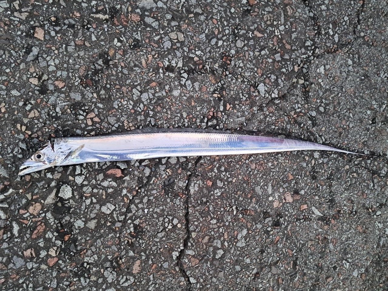 DAIWA 21月下美人 MX 78ML-T・Nの最安値・インプレ・釣果 | 本音の