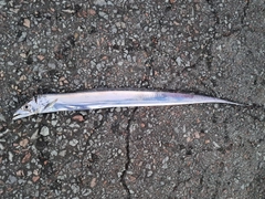 タチウオの釣果