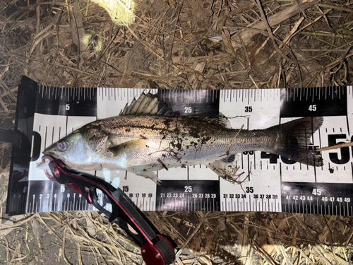 セイゴ（マルスズキ）の釣果