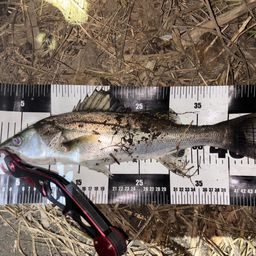 セイゴ（マルスズキ）