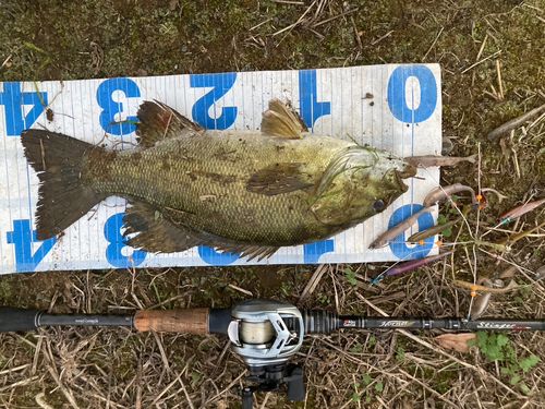 スモールマウスバスの釣果