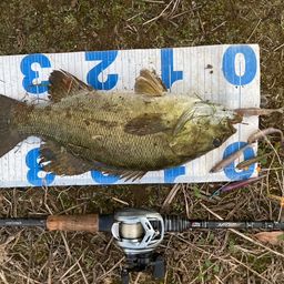 スモールマウスバス