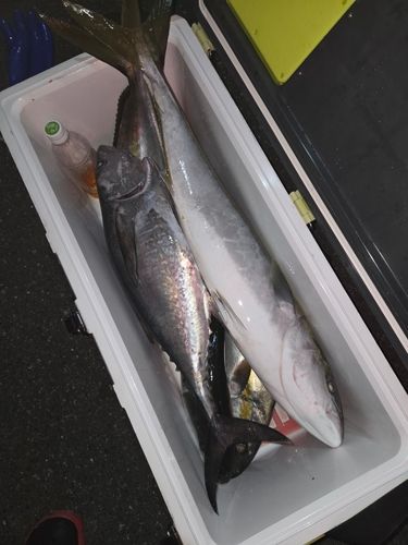 コシナガマグロの釣果