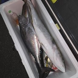 コシナガマグロ