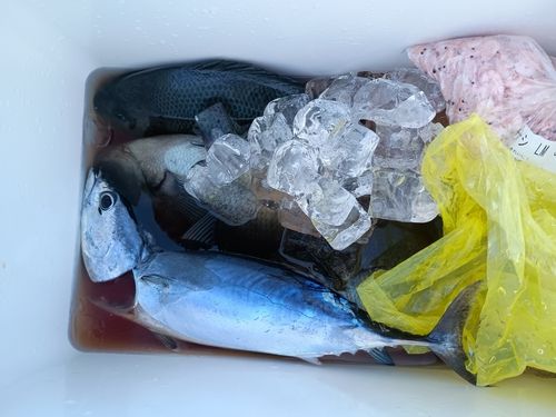 クチブトグレの釣果