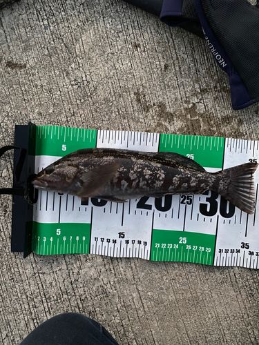 アイナメの釣果