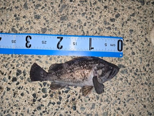 クロソイの釣果