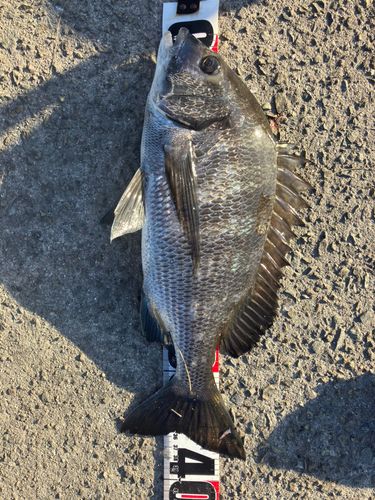 クロダイの釣果