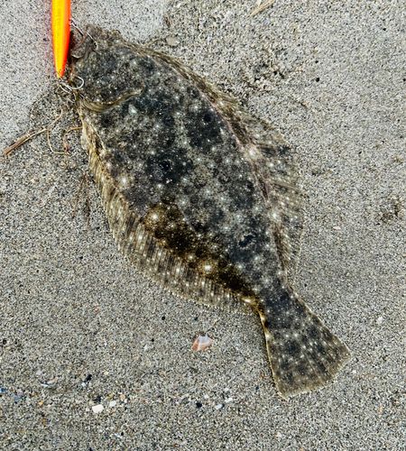 ヒラメの釣果